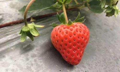 国产视频草莓,甜蜜滋味，映照时代光影